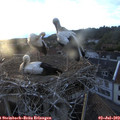 20_35-nest.jpg