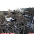 20_40-nest.jpg
