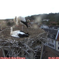 20_45-nest.jpg