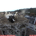 20_50-nest.jpg