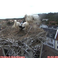 20_55-nest.jpg