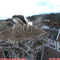 21_00-nest.jpg