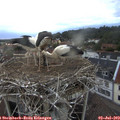 21_05-nest.jpg