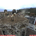 21_10-nest.jpg