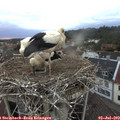 21_15-nest.jpg