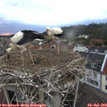 21_20-nest.jpg