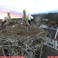 21_25-nest.jpg