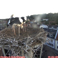 05_25-nest.jpg