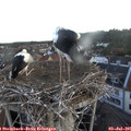 05_30-nest.jpg