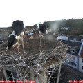 05_35-nest.jpg