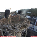 05_40-nest.jpg
