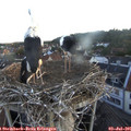 05_45-nest.jpg