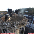 05_50-nest.jpg