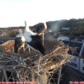 05_55-nest.jpg