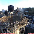 06_00-nest.jpg
