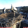 06_05-nest.jpg