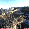06_10-nest.jpg