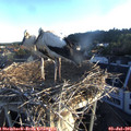 06_15-nest.jpg
