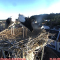 06_20-nest.jpg