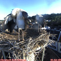 06_35-nest.jpg