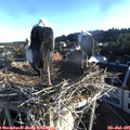 06_40-nest.jpg
