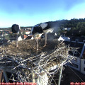 06_55-nest.jpg