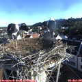 07_05-nest.jpg
