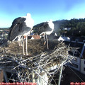 07_10-nest.jpg