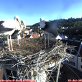 07_15-nest.jpg