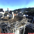 07_20-nest.jpg