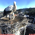 07_25-nest.jpg