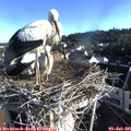 07_30-nest.jpg
