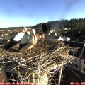 07_35-nest.jpg