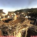 07_40-nest.jpg