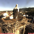 07_50-nest.jpg