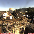 07_55-nest.jpg