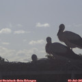 08_05-mast.jpg