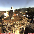 08_05-nest.jpg