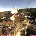 08_10-nest.jpg