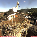08_20-nest.jpg