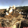 08_25-nest.jpg