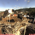 08_30-nest.jpg