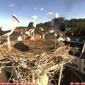 08_35-nest.jpg