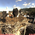 08_40-nest.jpg
