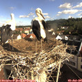 08_45-nest.jpg