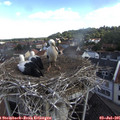08_50-nest.jpg