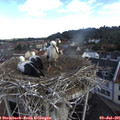 08_55-nest.jpg