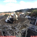 09_00-nest.jpg
