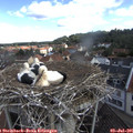 09_05-nest.jpg