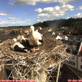 09_10-nest.jpg